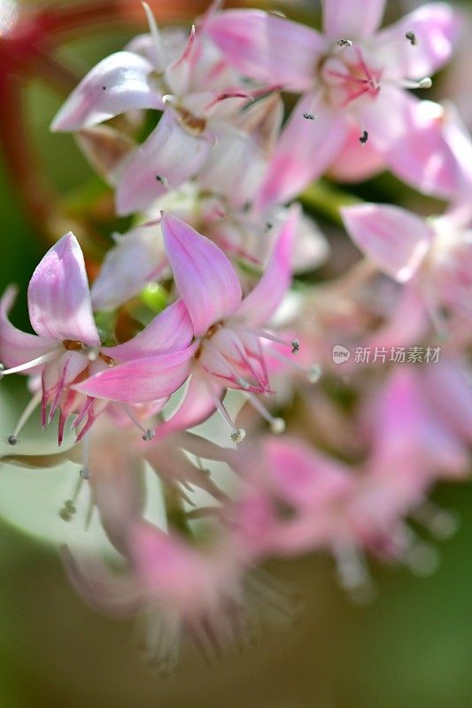 桂花/玉石植物/银杏花